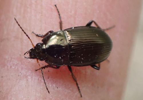 Amara sp.
